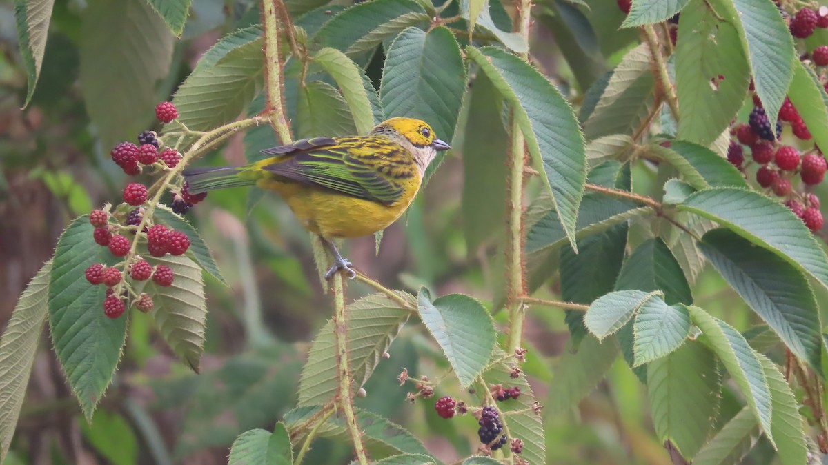 Silver-throated Tanager - ML623806792