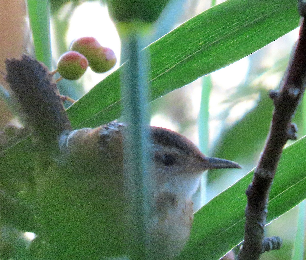 Marsh Wren - ML623806798