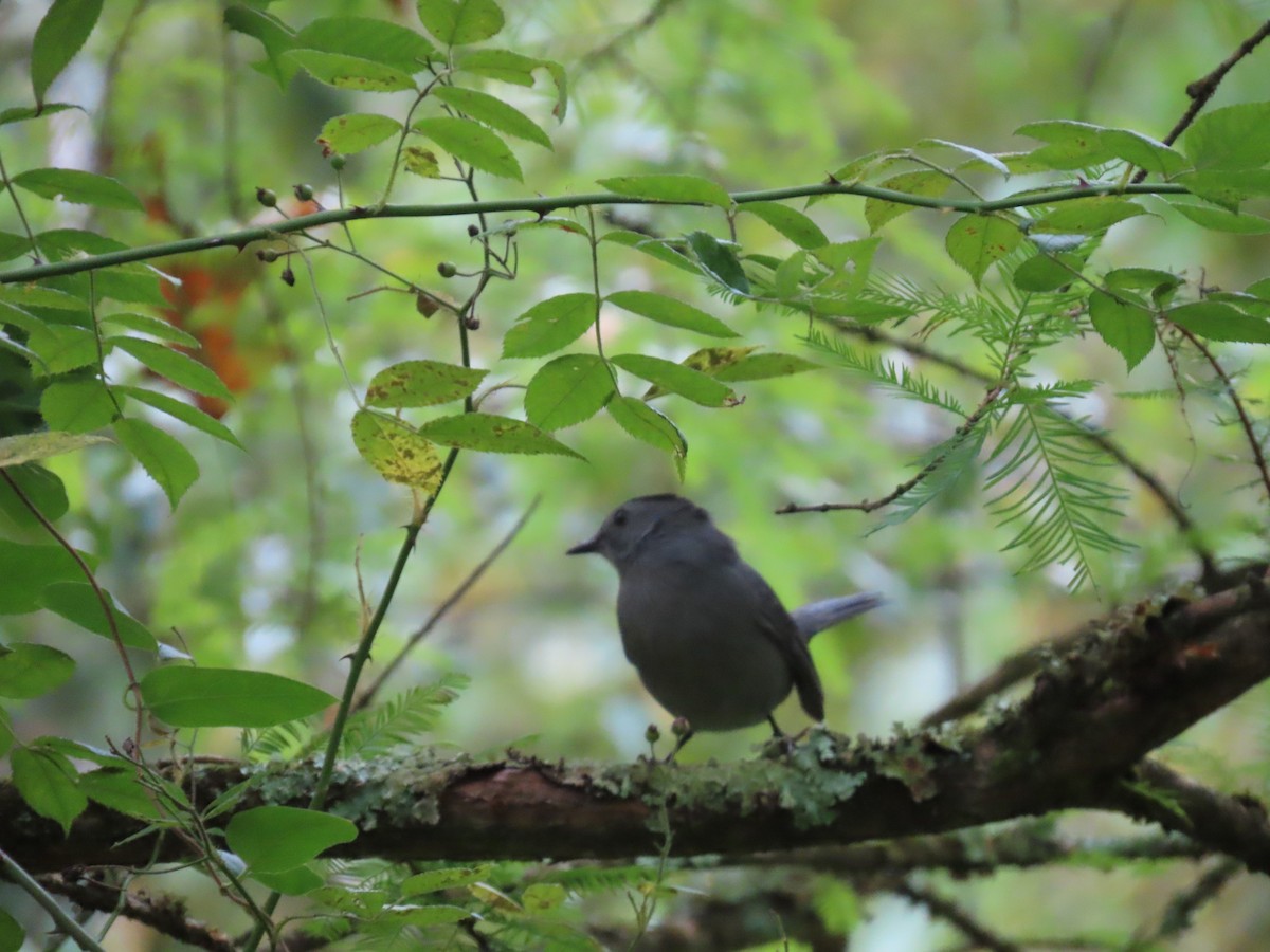 Gray Catbird - ML623806829