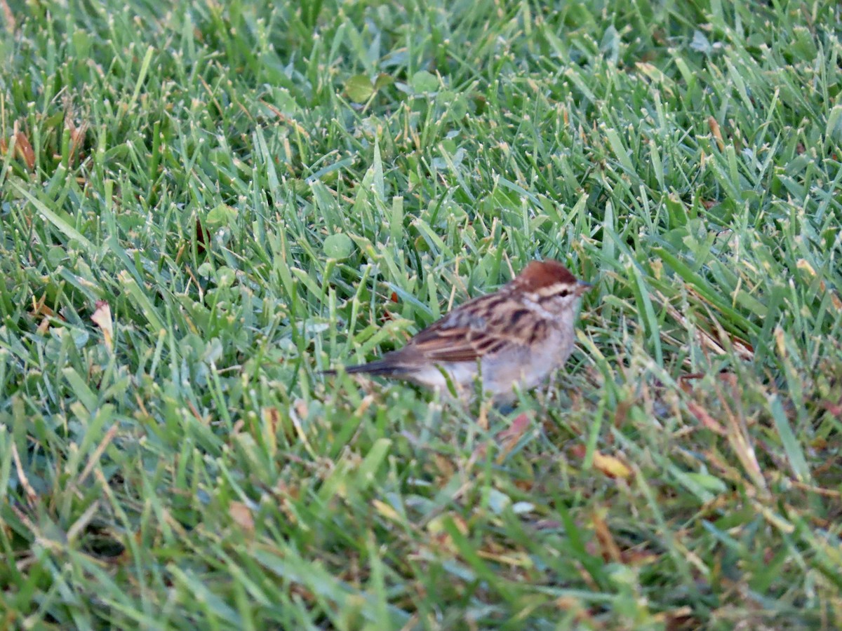 Chipping Sparrow - ML623806834