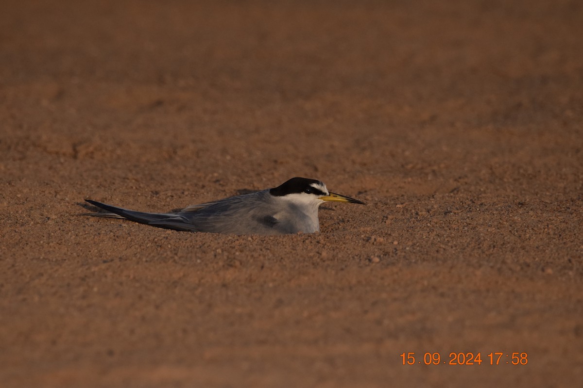 Peruvian Tern - ML623806871