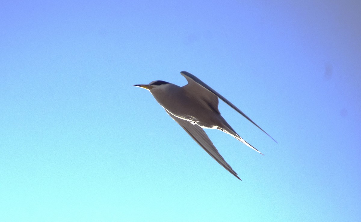 Peruvian Tern - ML623806872