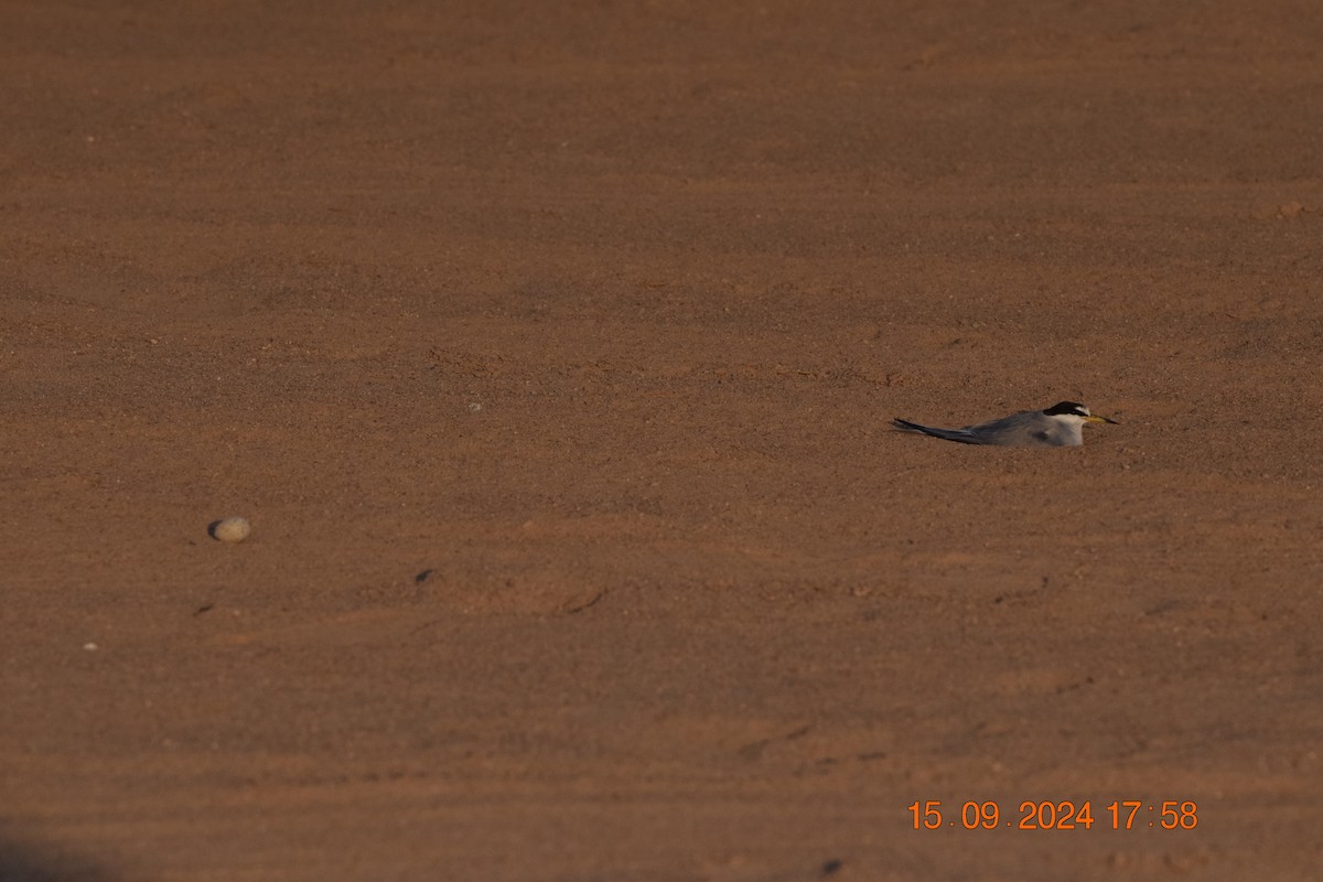 Peruvian Tern - ML623806876