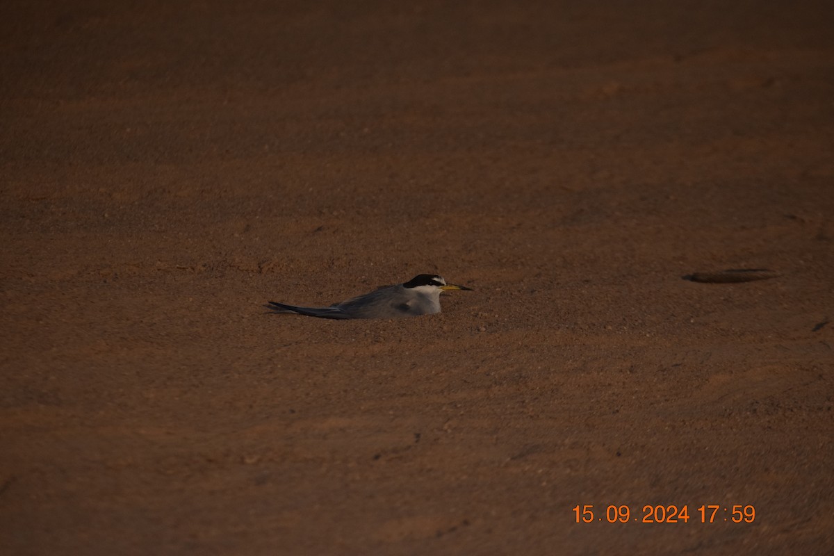 Peruvian Tern - ML623806877