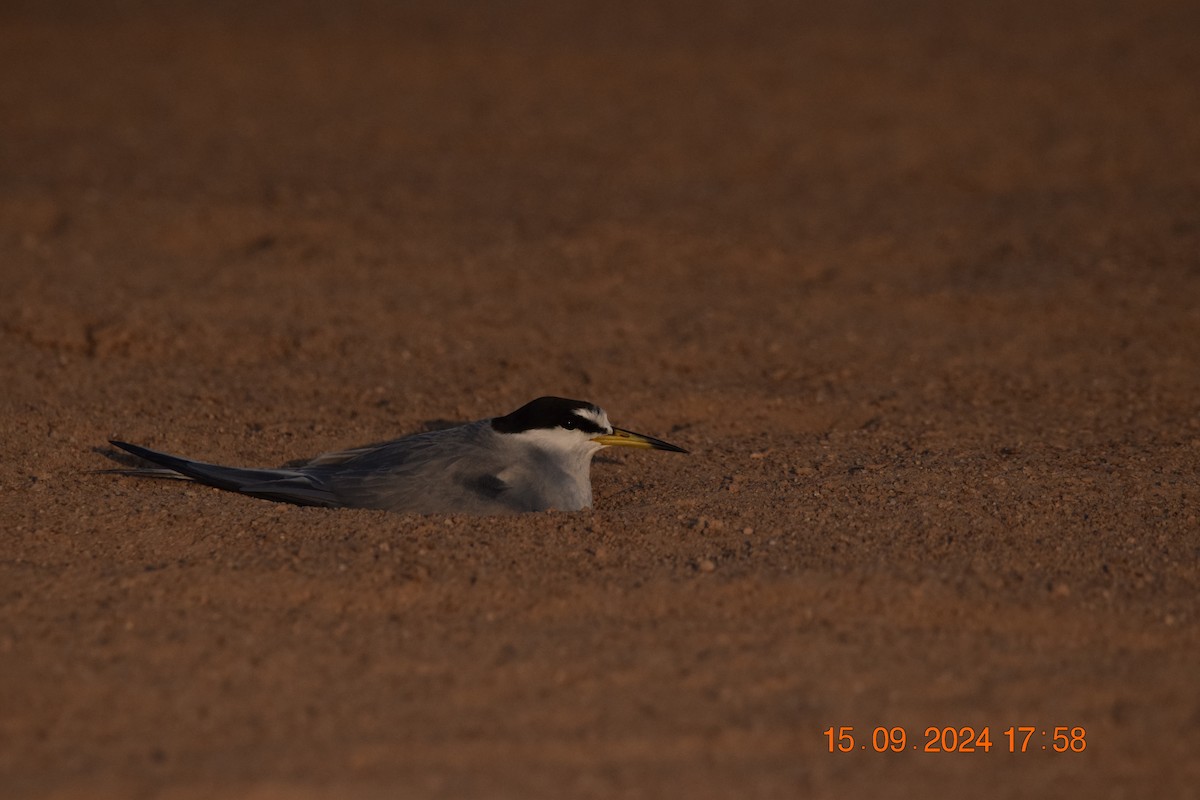 Peruvian Tern - ML623806878