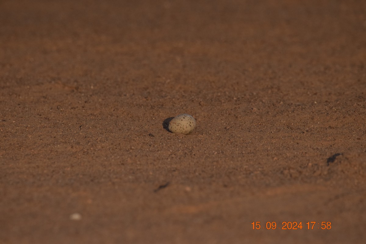 Peruvian Tern - ML623806881