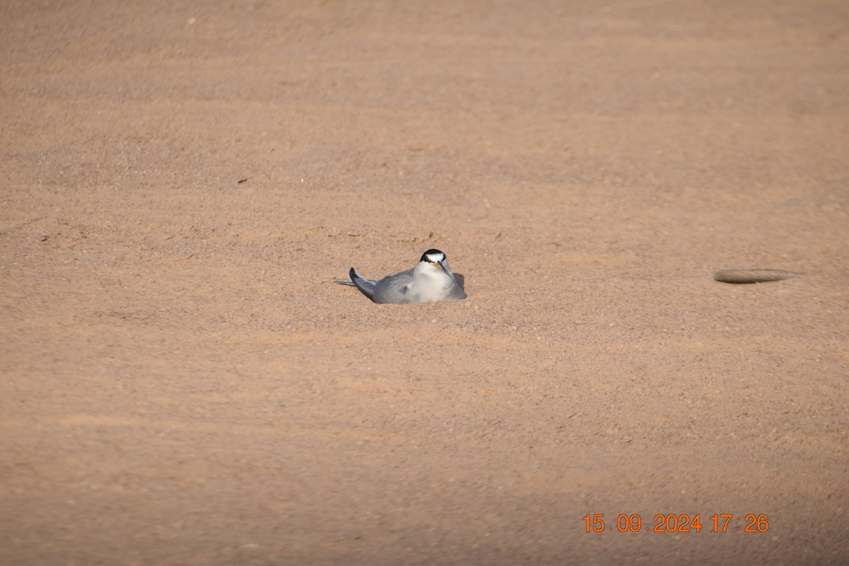 Peruvian Tern - ML623806882