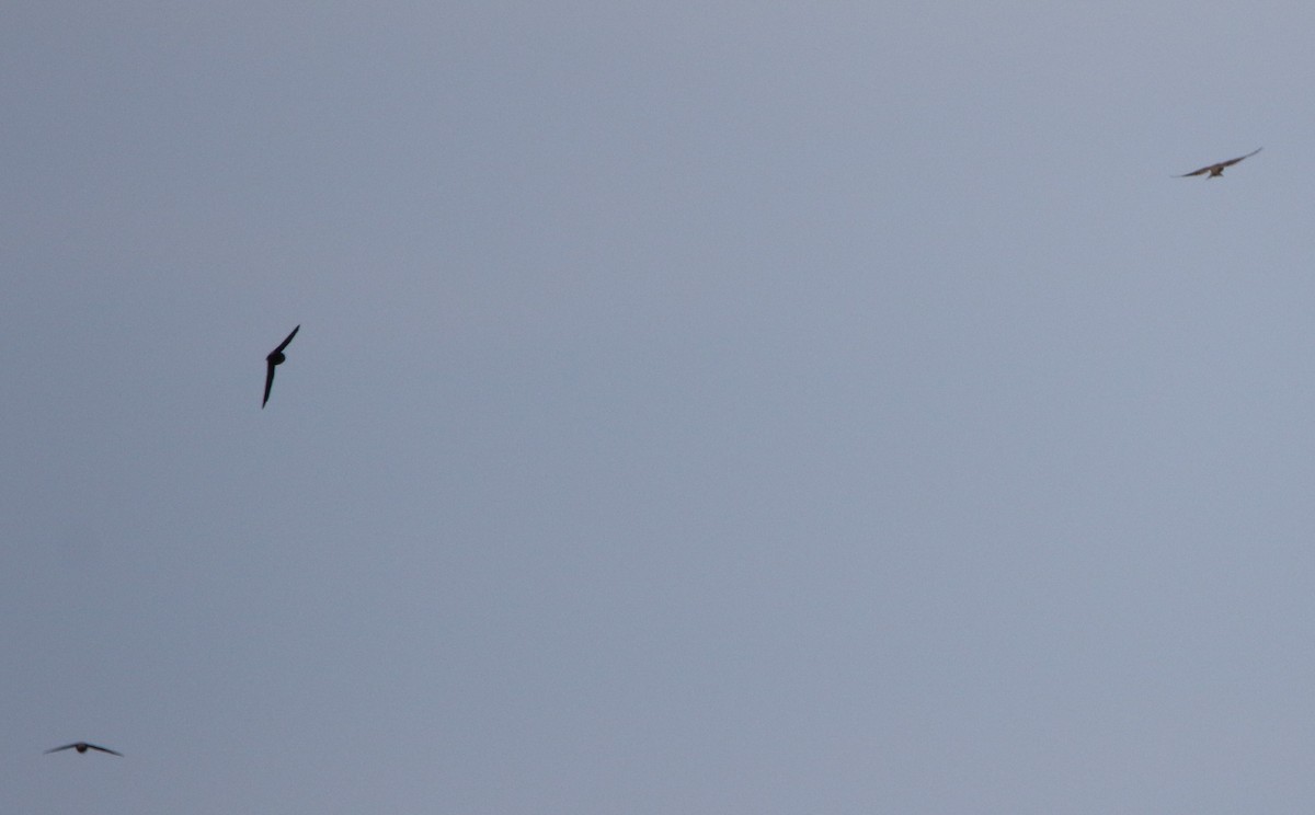 Chimney Swift - Daniel Lebbin