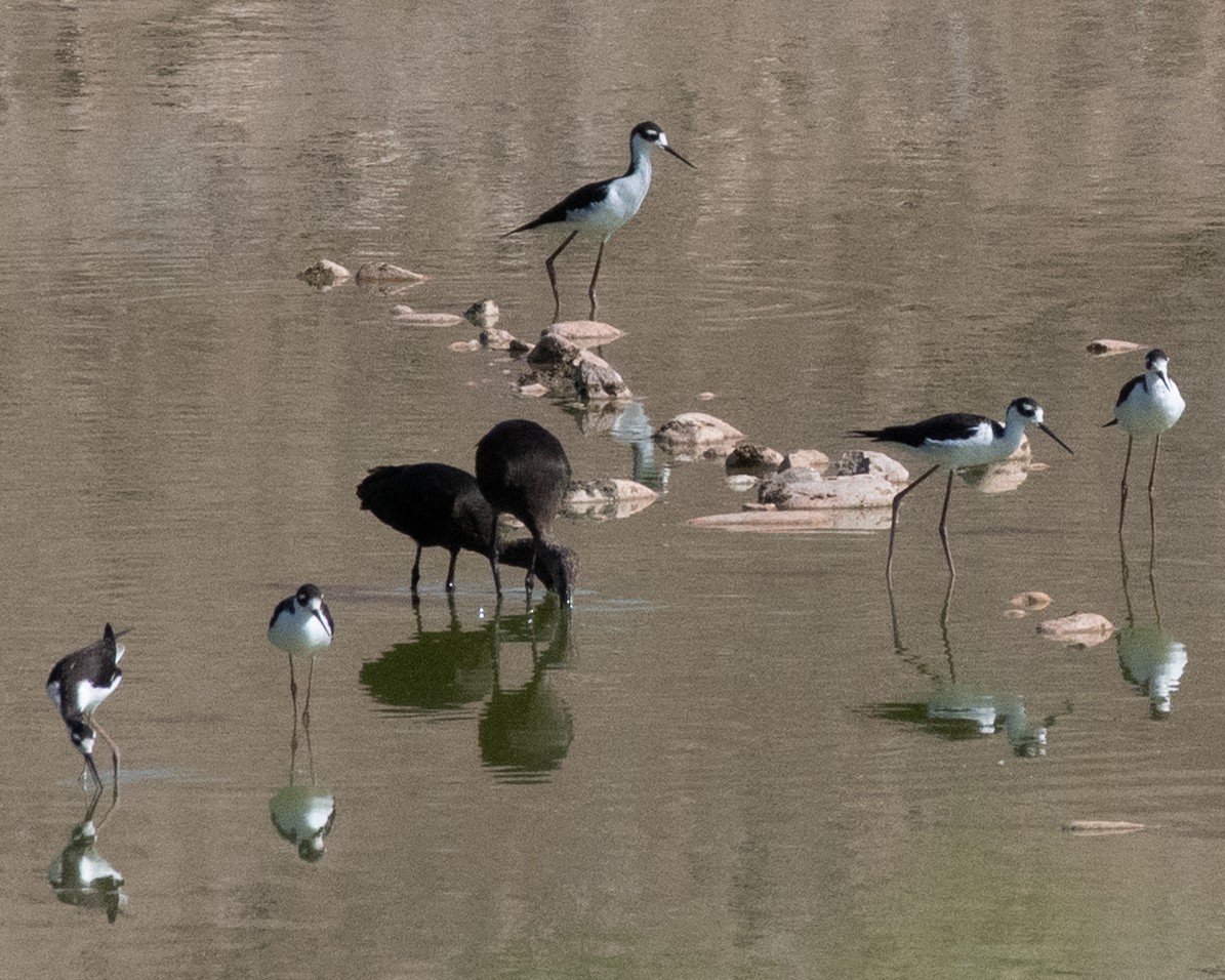 Black-necked Stilt - ML623806893