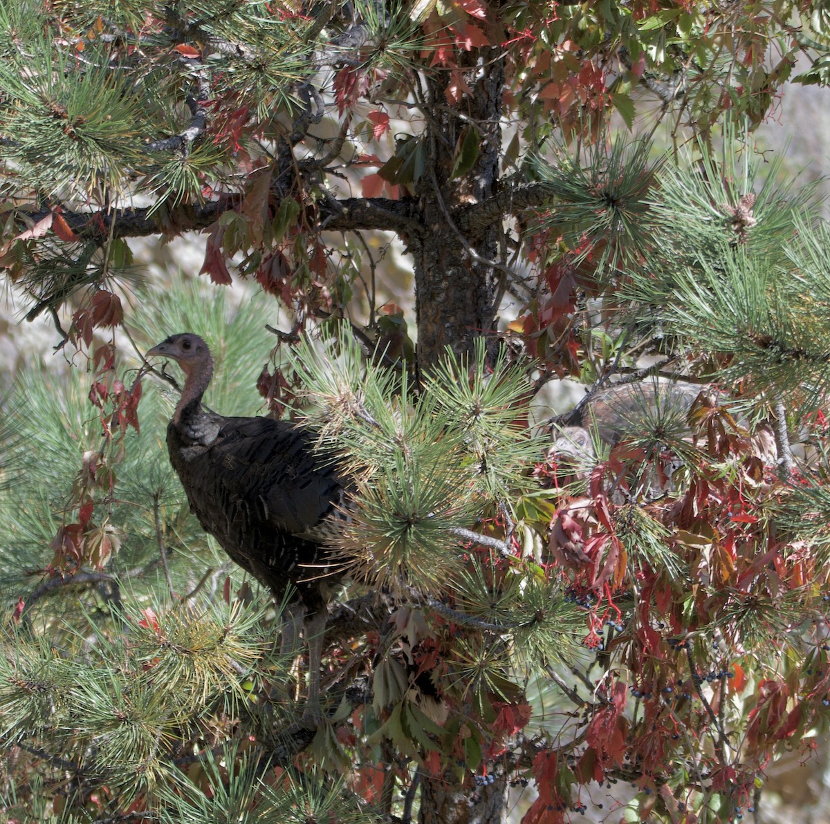 Wild Turkey - Bob Fields