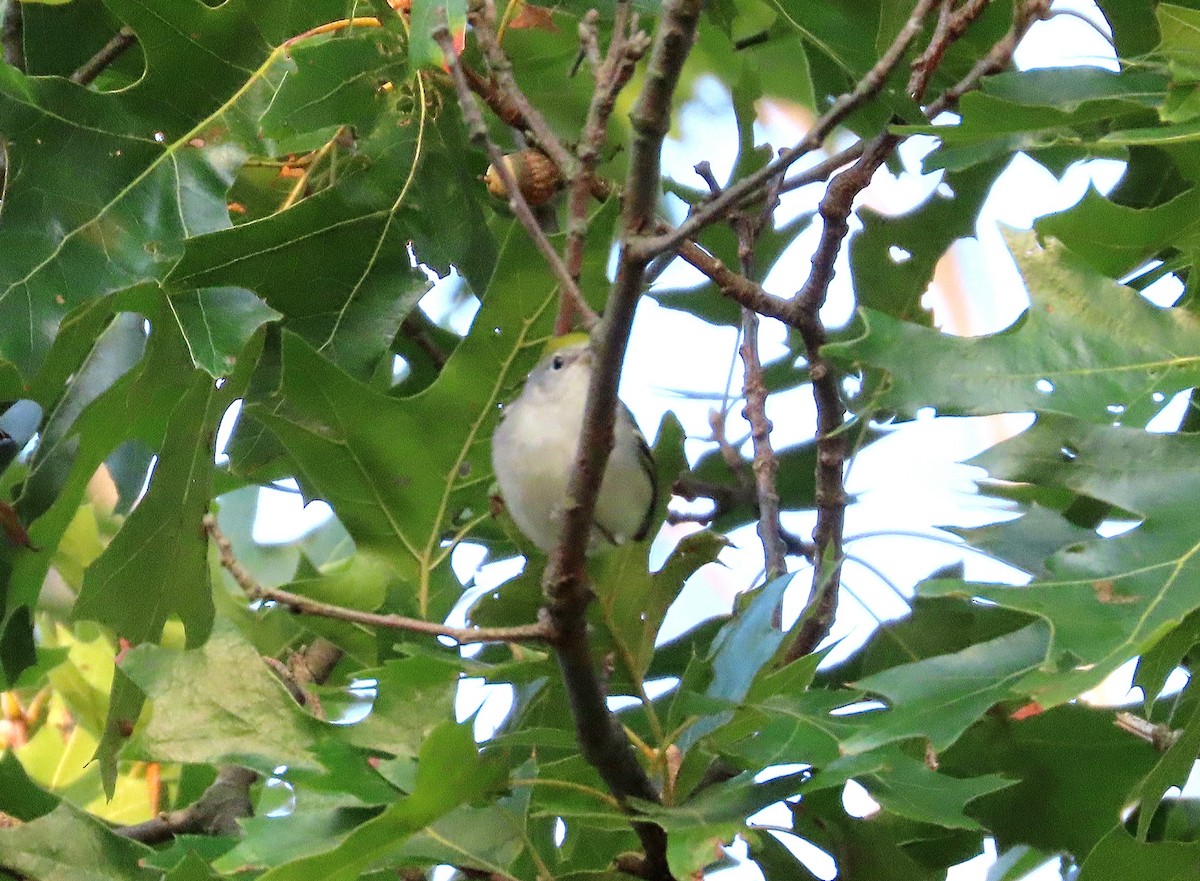 Chestnut-sided Warbler - ML623806905