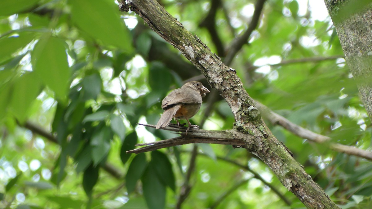 Canyon Towhee - Guadalupe Esquivel Uribe