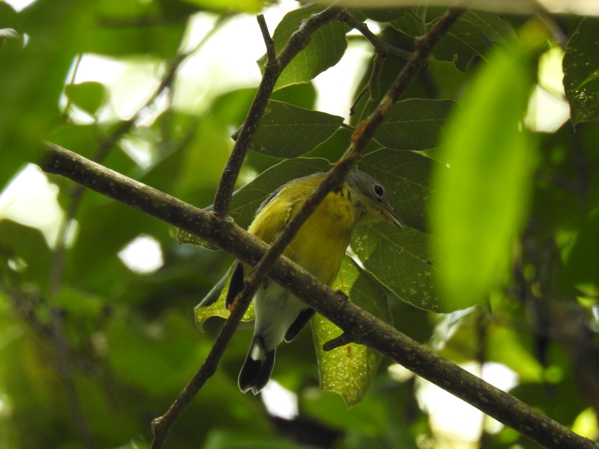 Magnolia Warbler - ML623806926