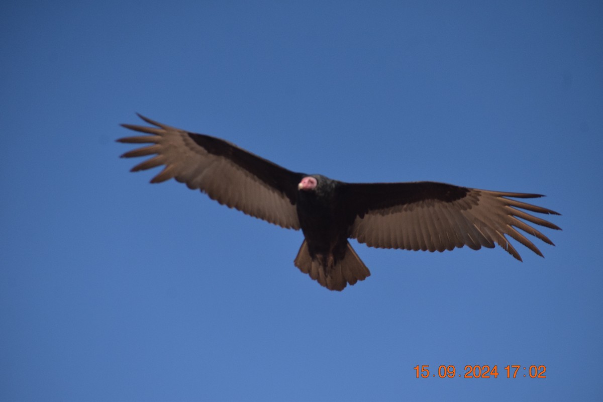 Turkey Vulture - ML623806932