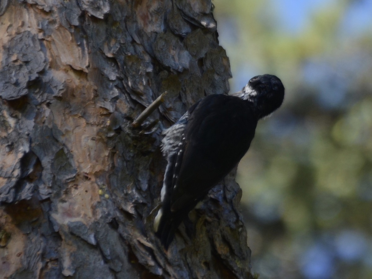 Black-backed Woodpecker - ML623806942