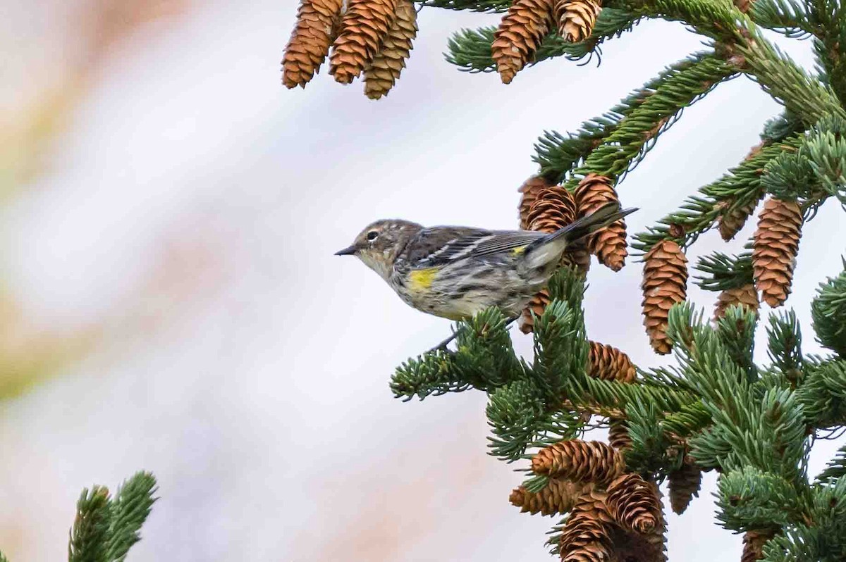 Yellow-rumped Warbler - ML623806951