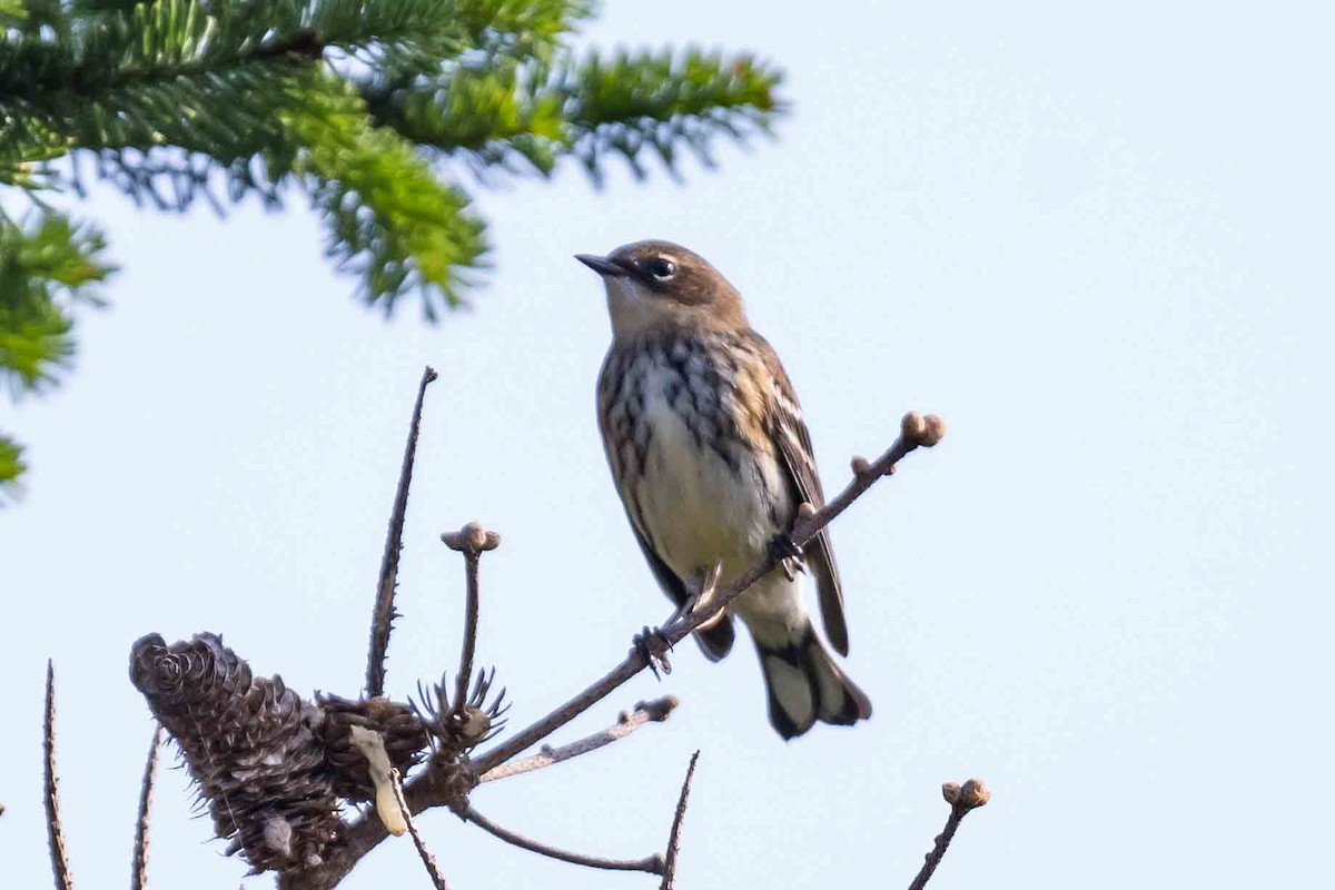 Yellow-rumped Warbler - ML623806952