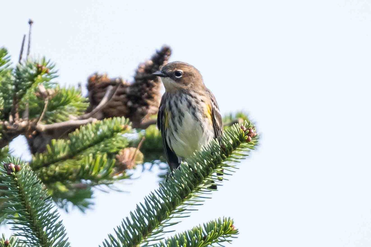 Yellow-rumped Warbler - Frank King