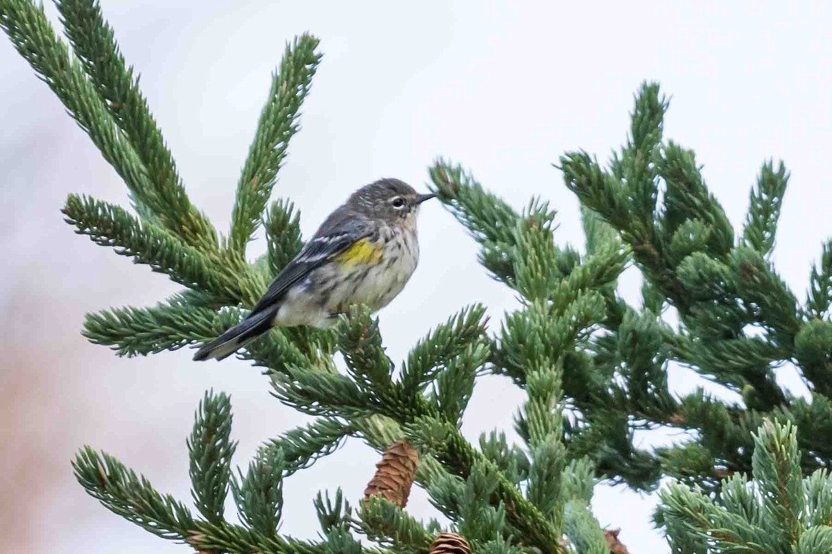 Yellow-rumped Warbler - ML623806954