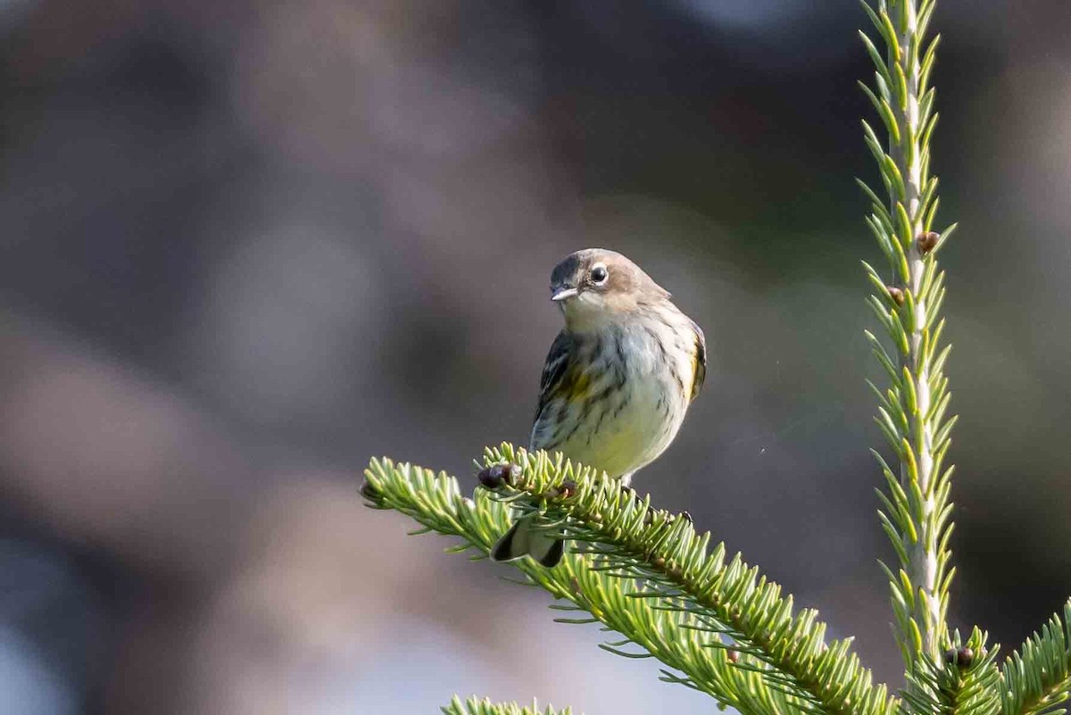 Yellow-rumped Warbler - Frank King