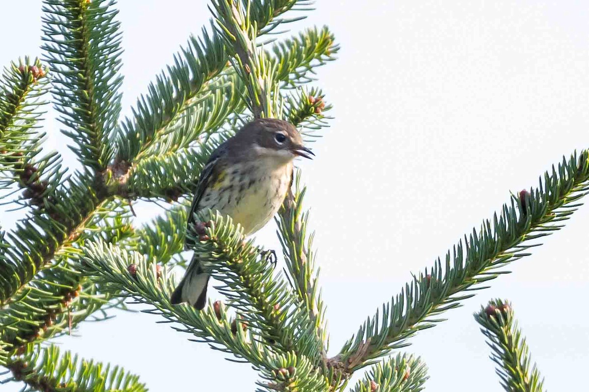 Yellow-rumped Warbler - ML623806956