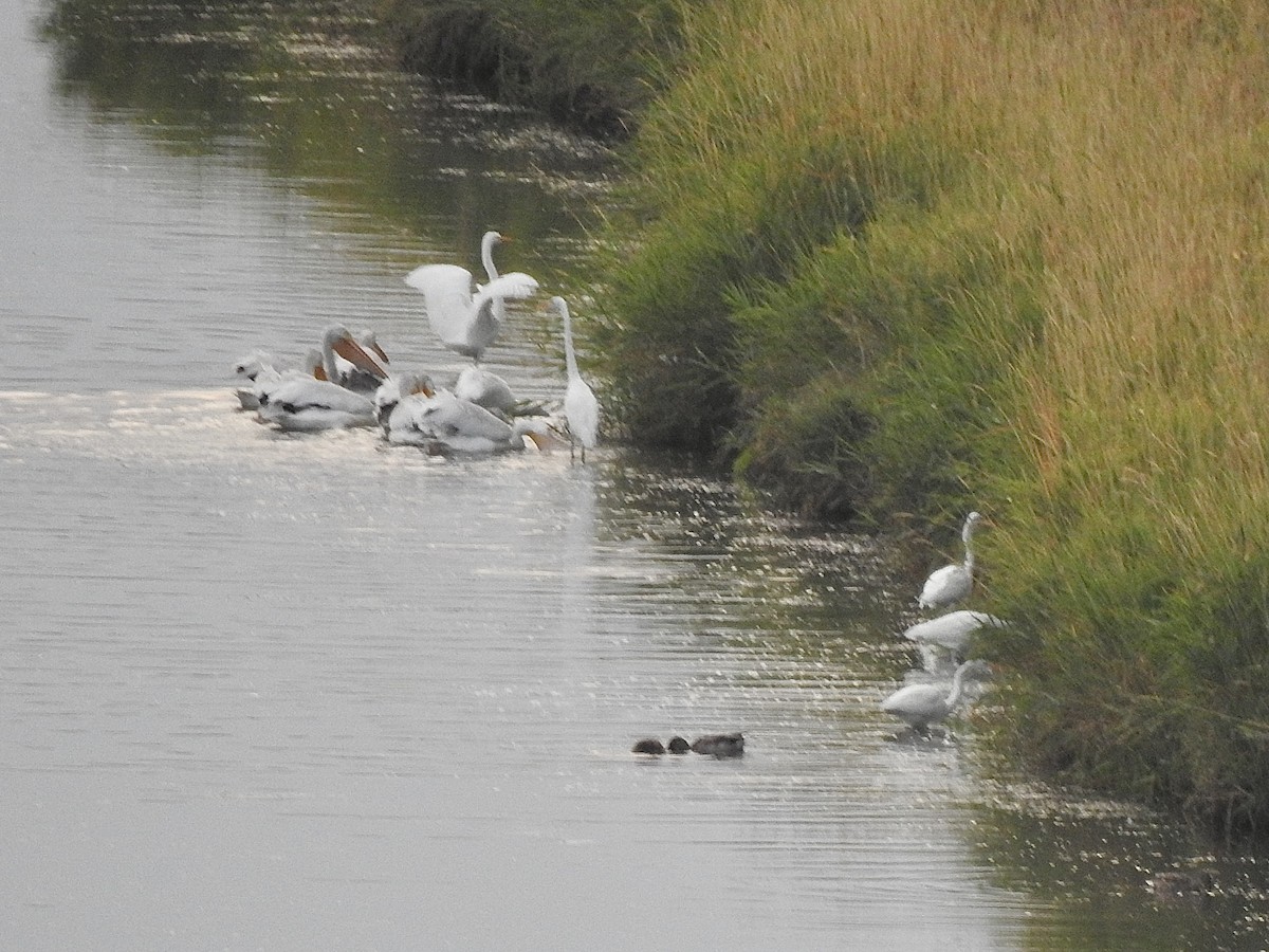 Цасч дэглий - ML623807020