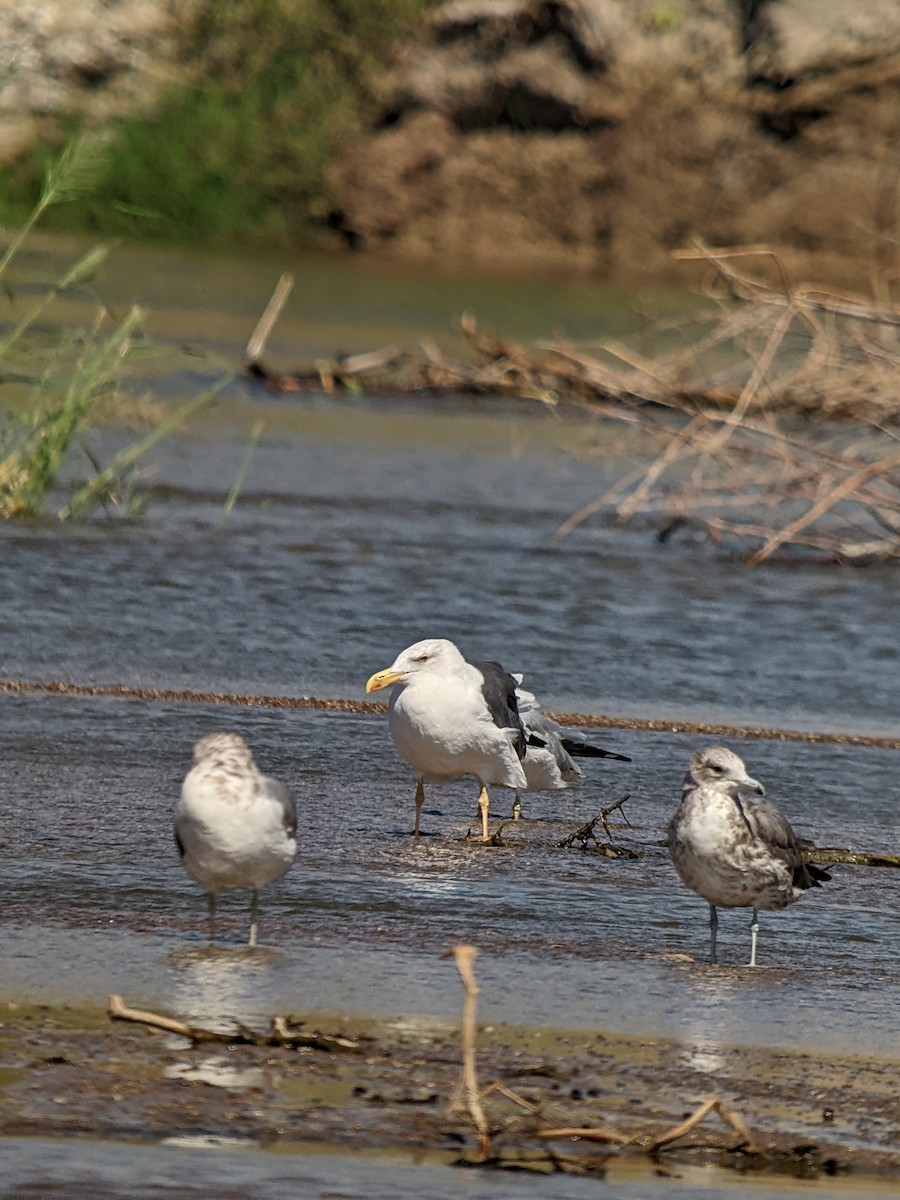 Yellow-footed Gull - ML623807074