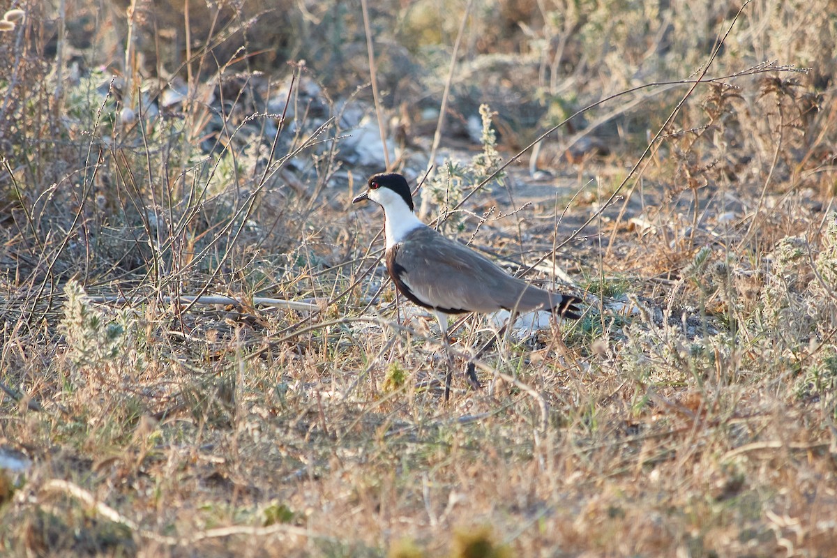 Spur-winged Lapwing - ML623807078