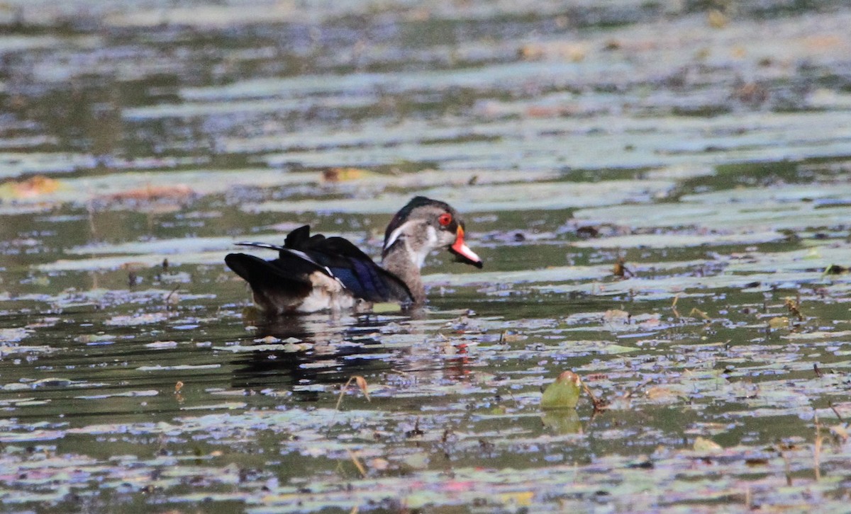 Wood Duck - ML623807099