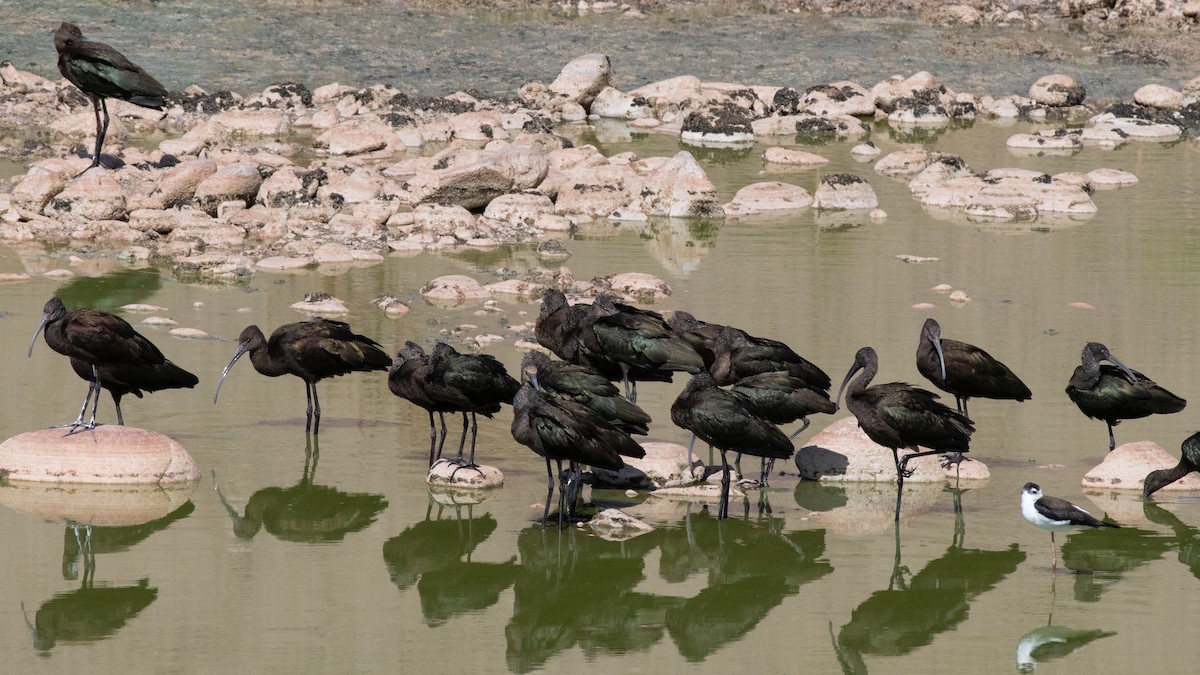 White-faced Ibis - ML623807101