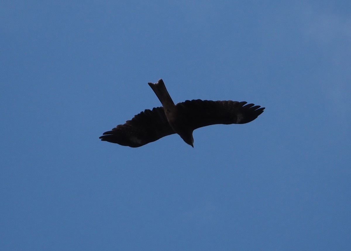 Black Kite (Black-eared) - ML623807113