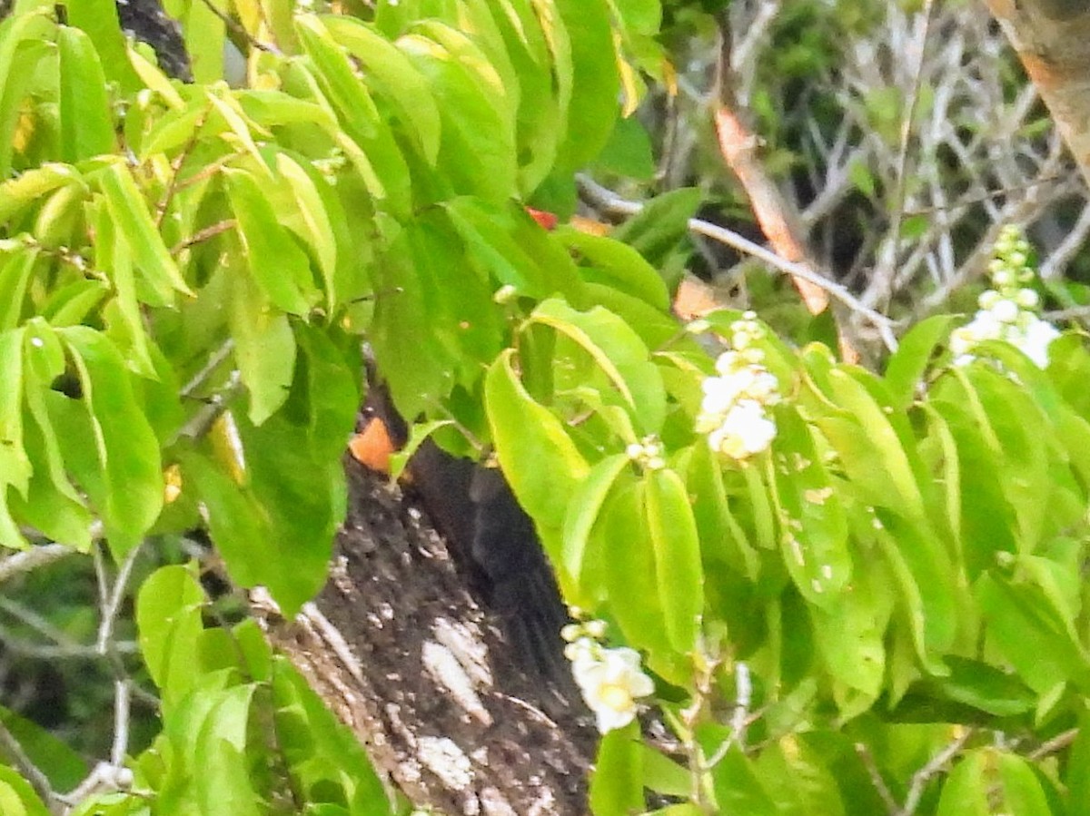 Red-necked Woodpecker - Lisa Schibley