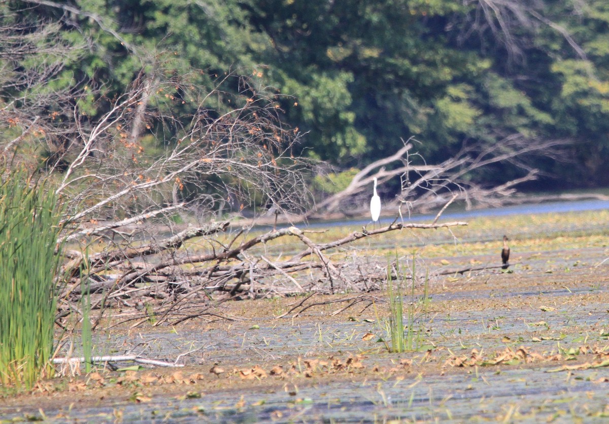 Great Egret - ML623807145