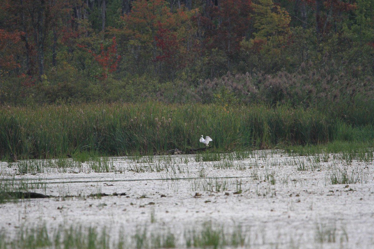 Great Egret - ML623807167