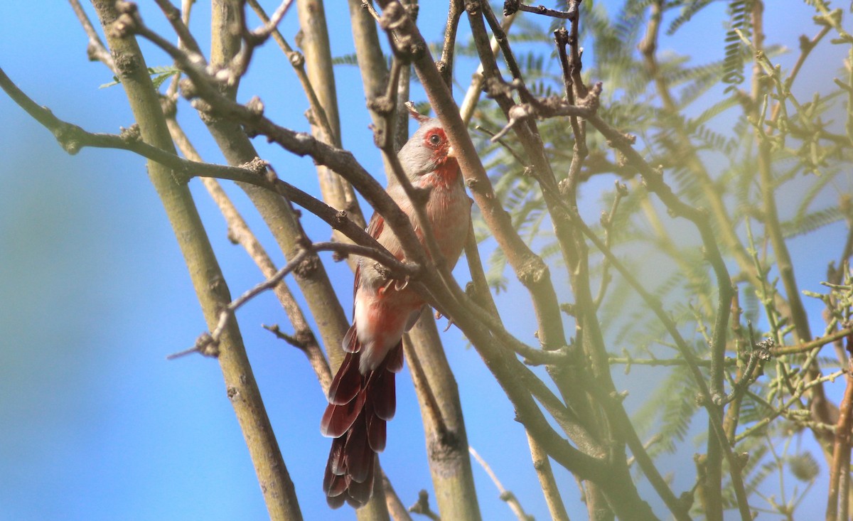 Pyrrhuloxia - Ken Tracey