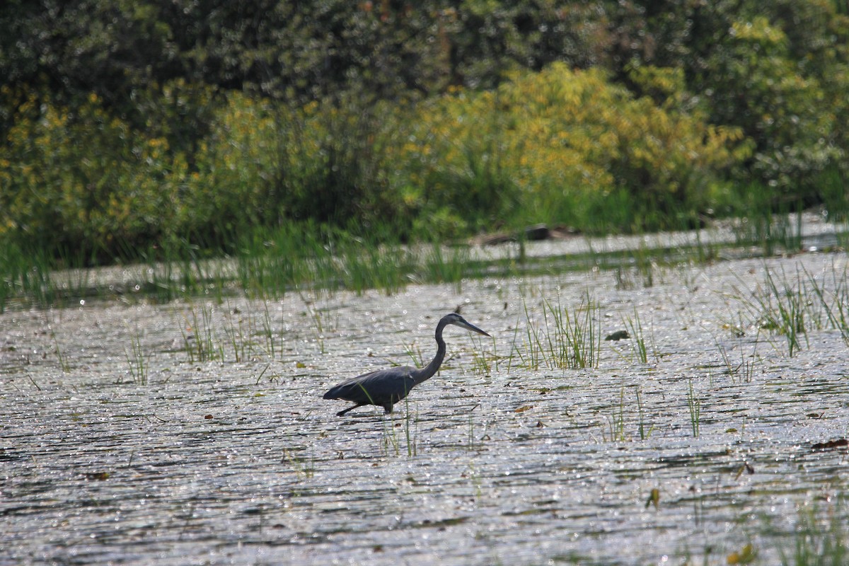 Great Blue Heron - ML623807180