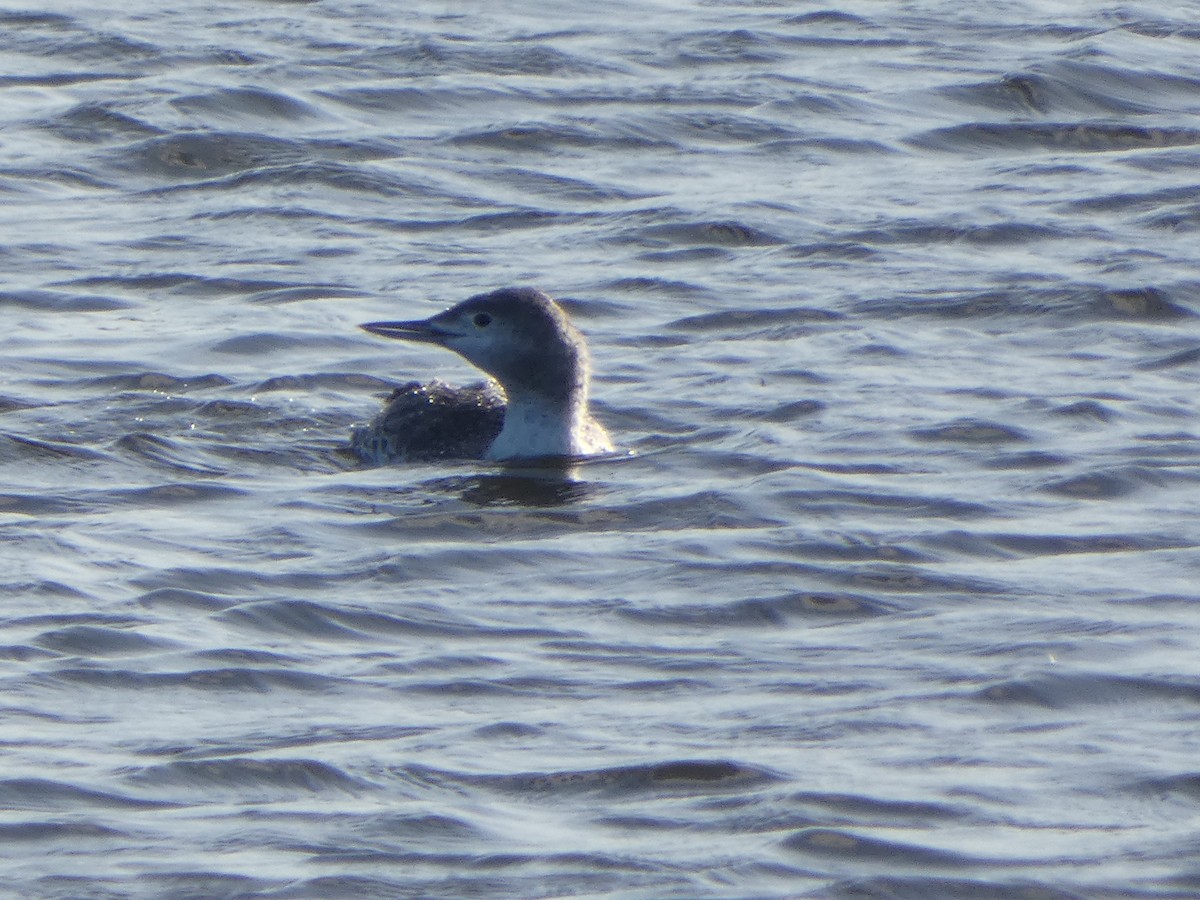 Red-throated Loon - ML623807186