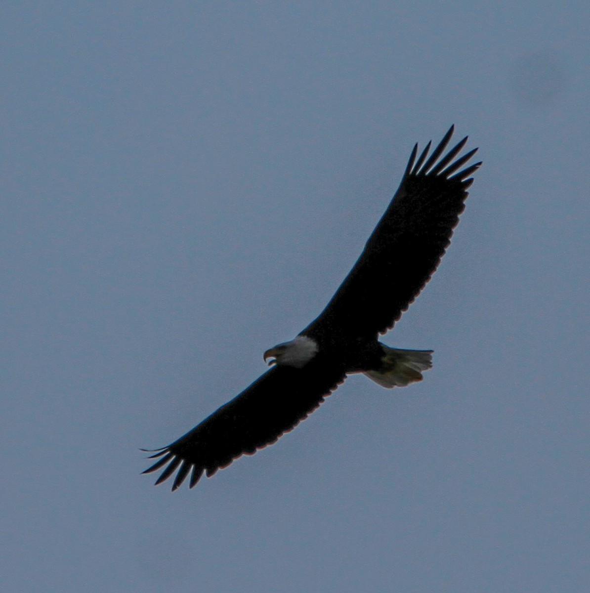 Bald Eagle - ML623807198