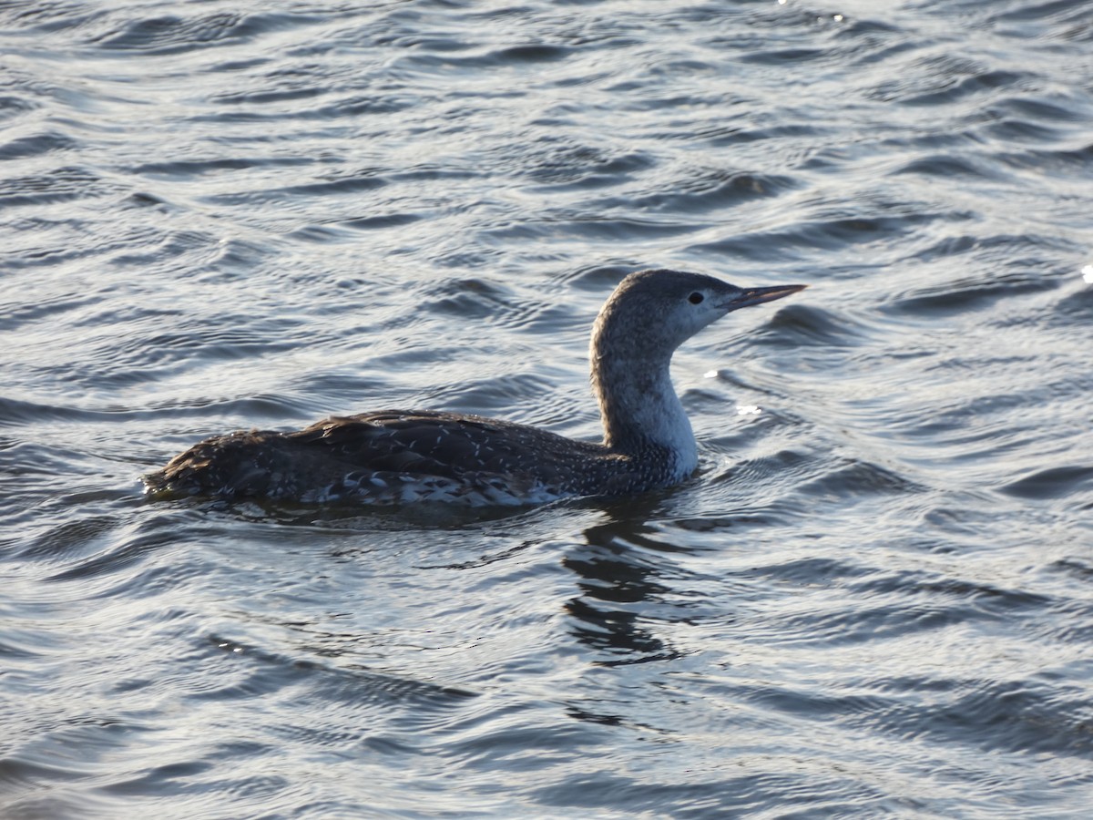 Red-throated Loon - Da Lo