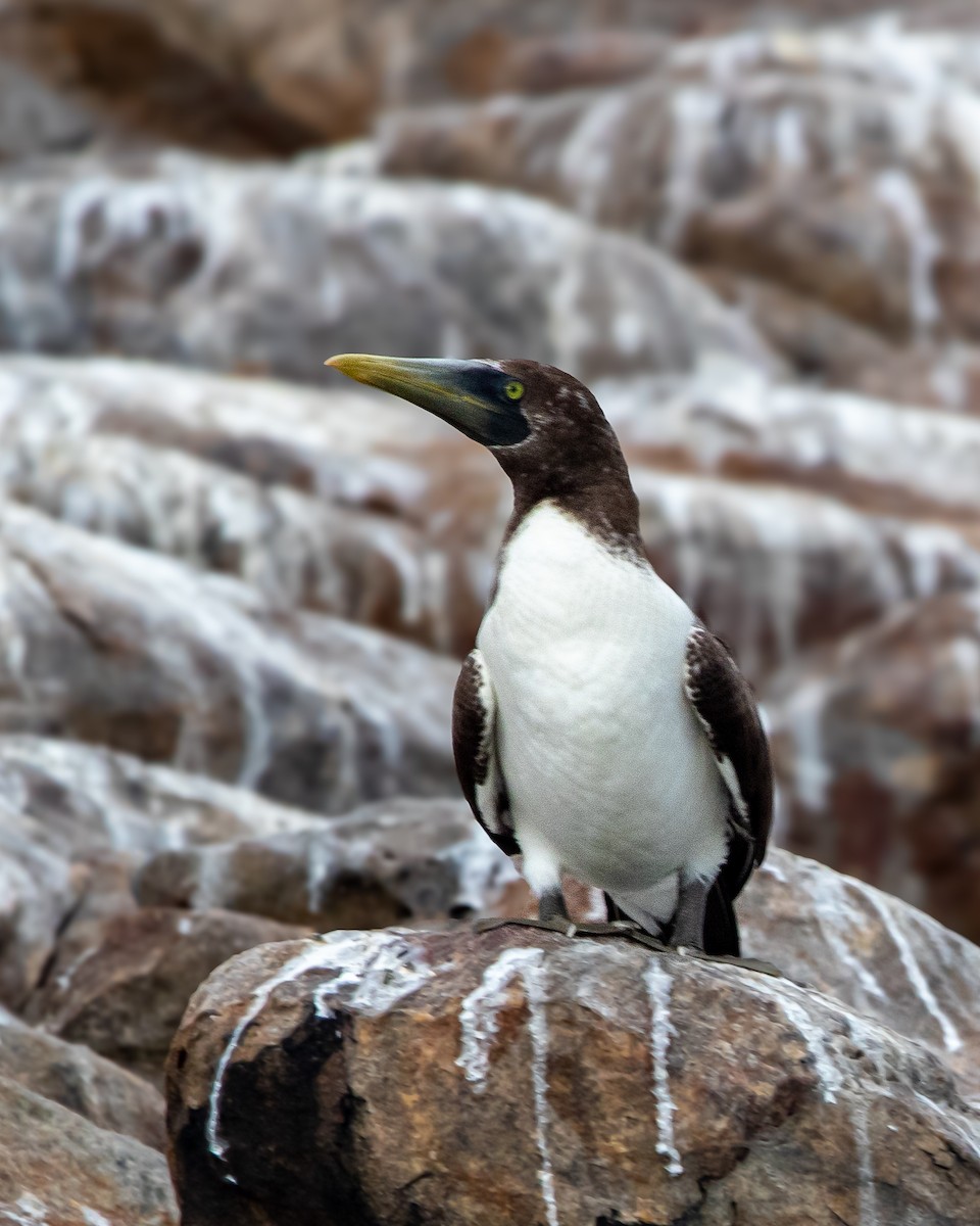 Masked Booby - ML623807216