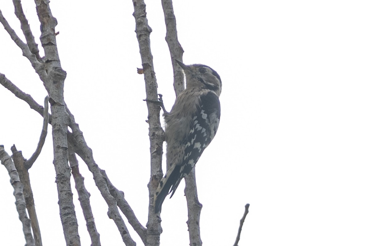 Lesser Spotted Woodpecker - Paul Beerman