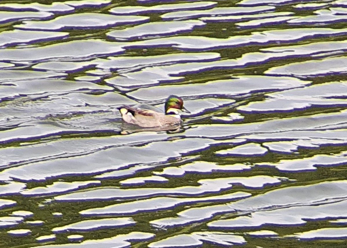 Falcated Duck - ML623807238