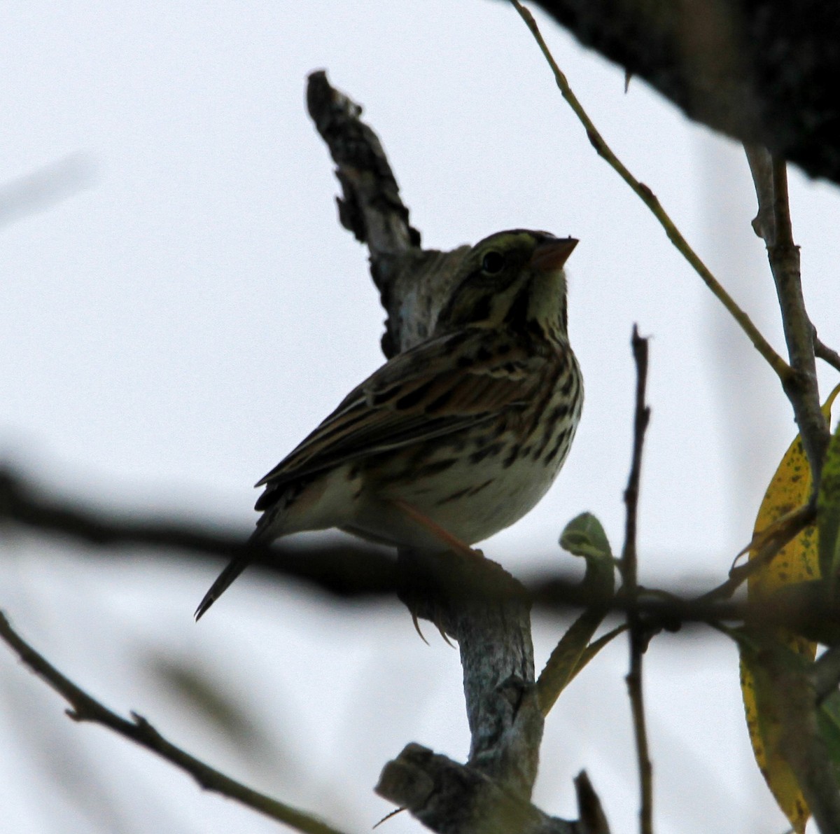 Savannah Sparrow - ML623807240