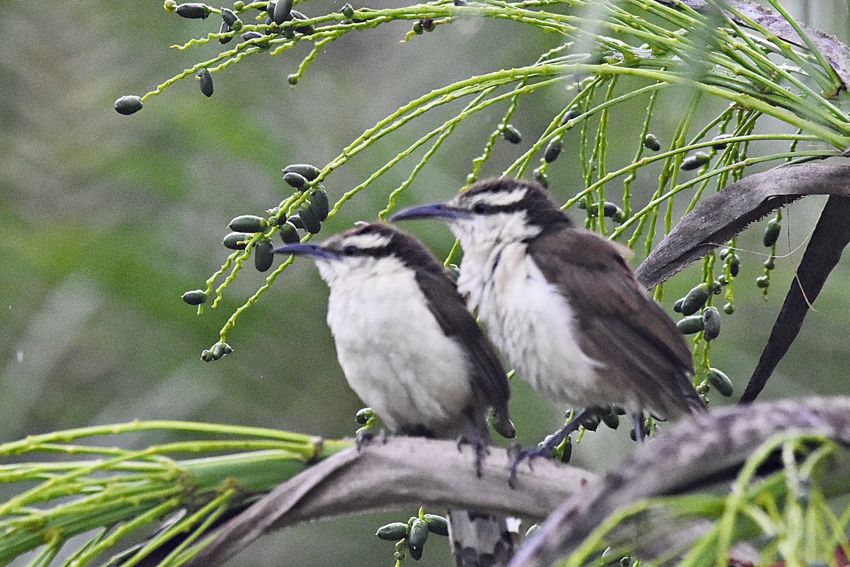 Bicolored Wren - ML623807248