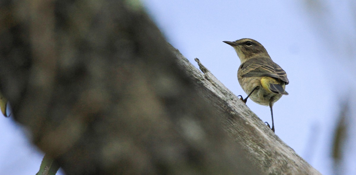 Palm Warbler - ML623807249