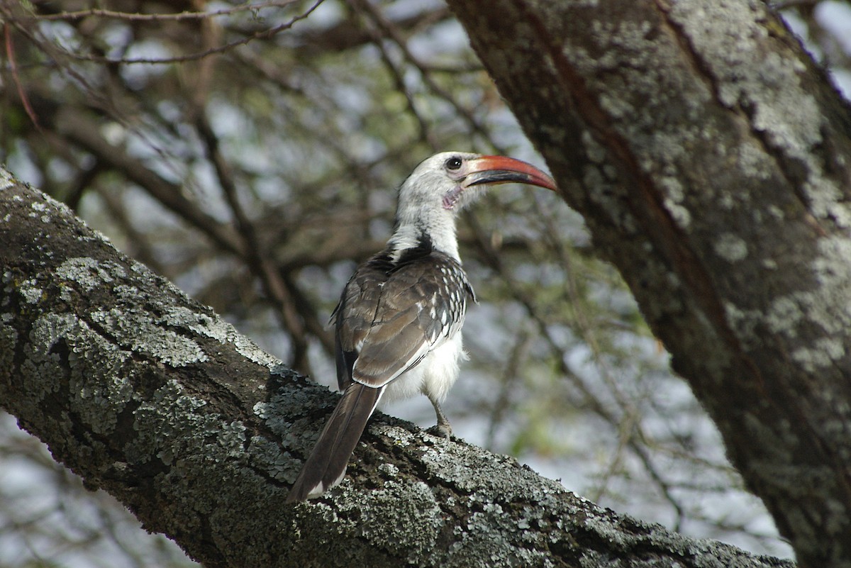 Northern Red-billed Hornbill - ML623807254