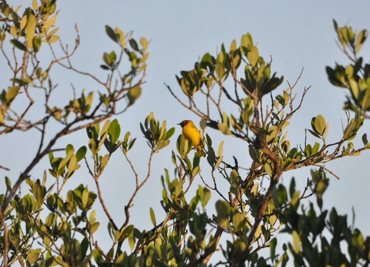 Yellow Warbler (Mangrove) - ML623807279