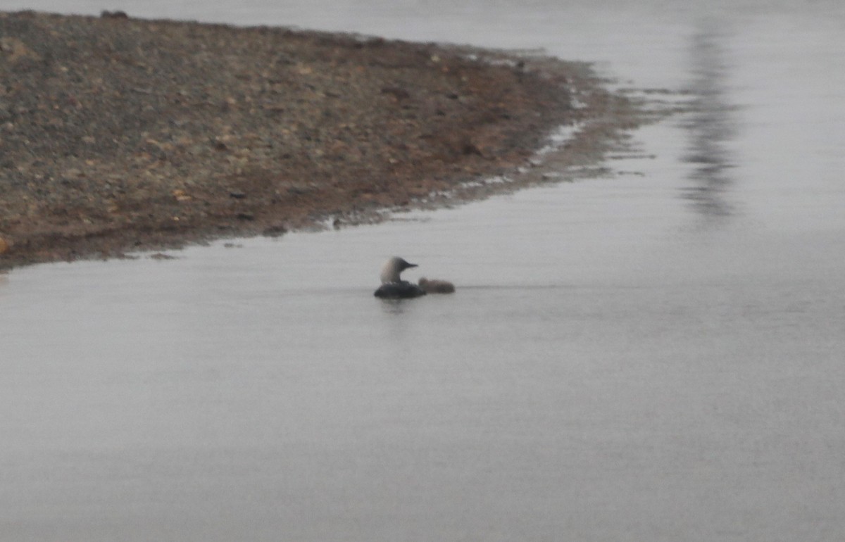 Pacific Loon - ML623807287