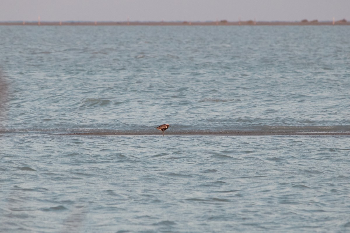 Black-bellied Plover - ML623807303