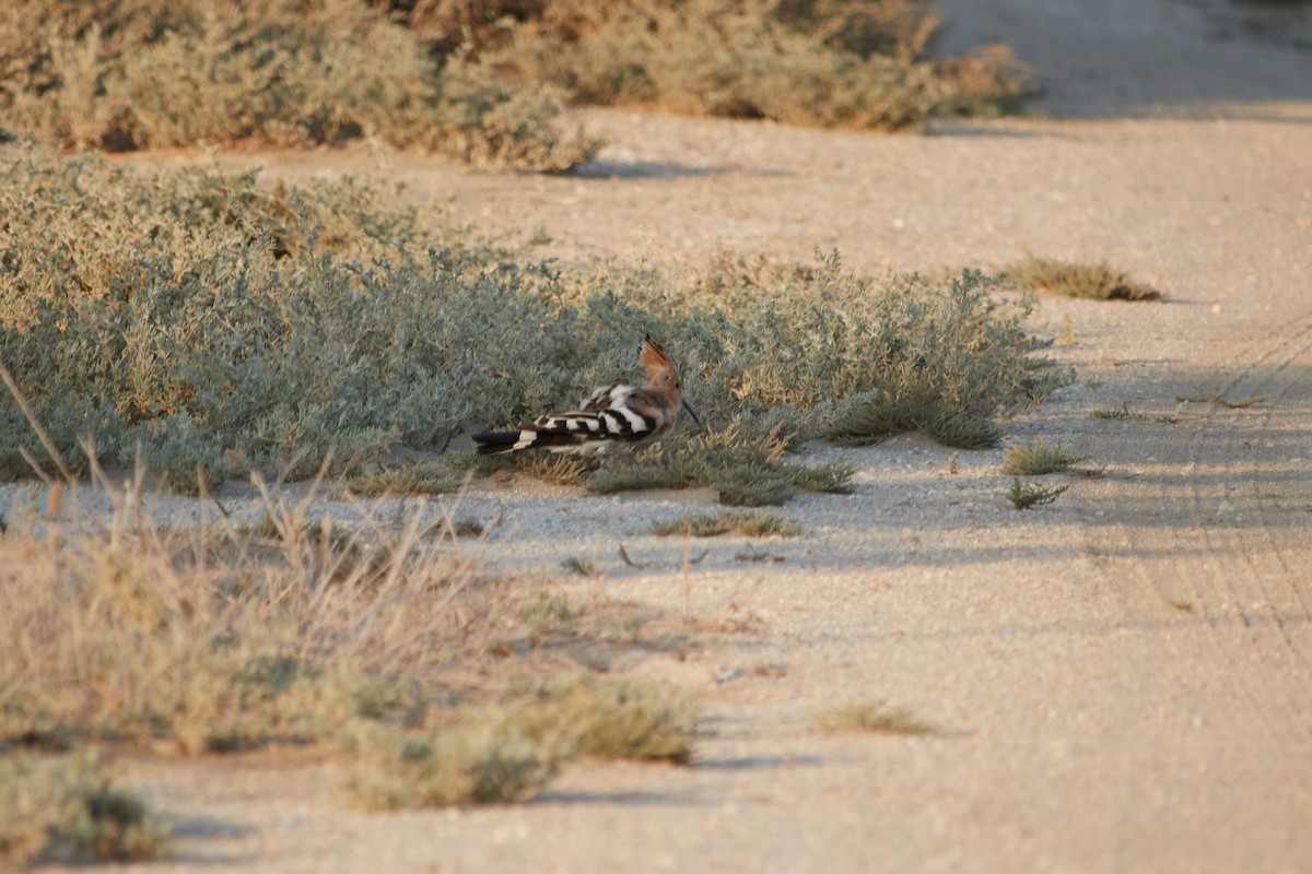 Eurasian Hoopoe - ML623807308